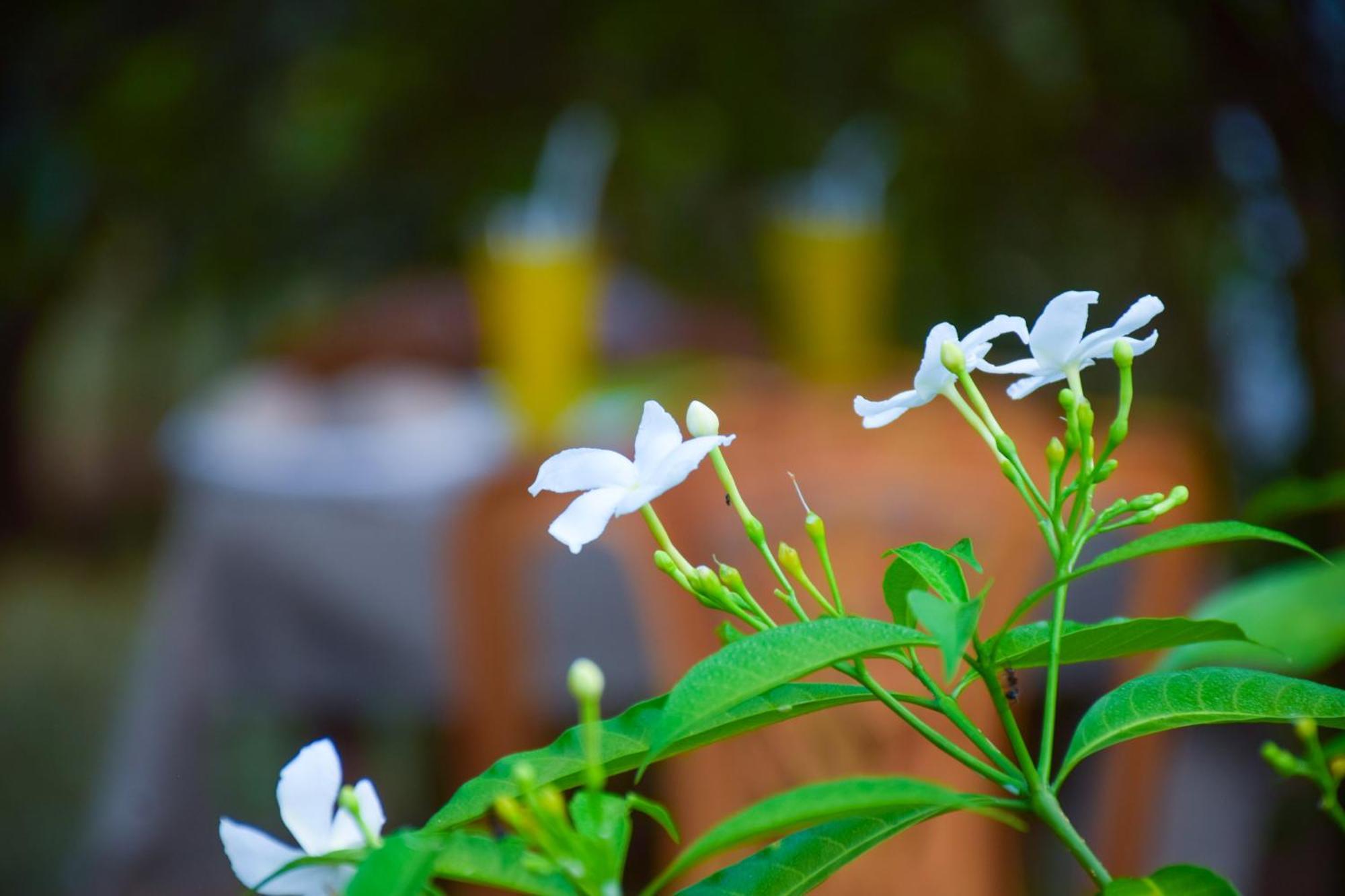 Senu Homestay Sigiriya Eksteriør bilde