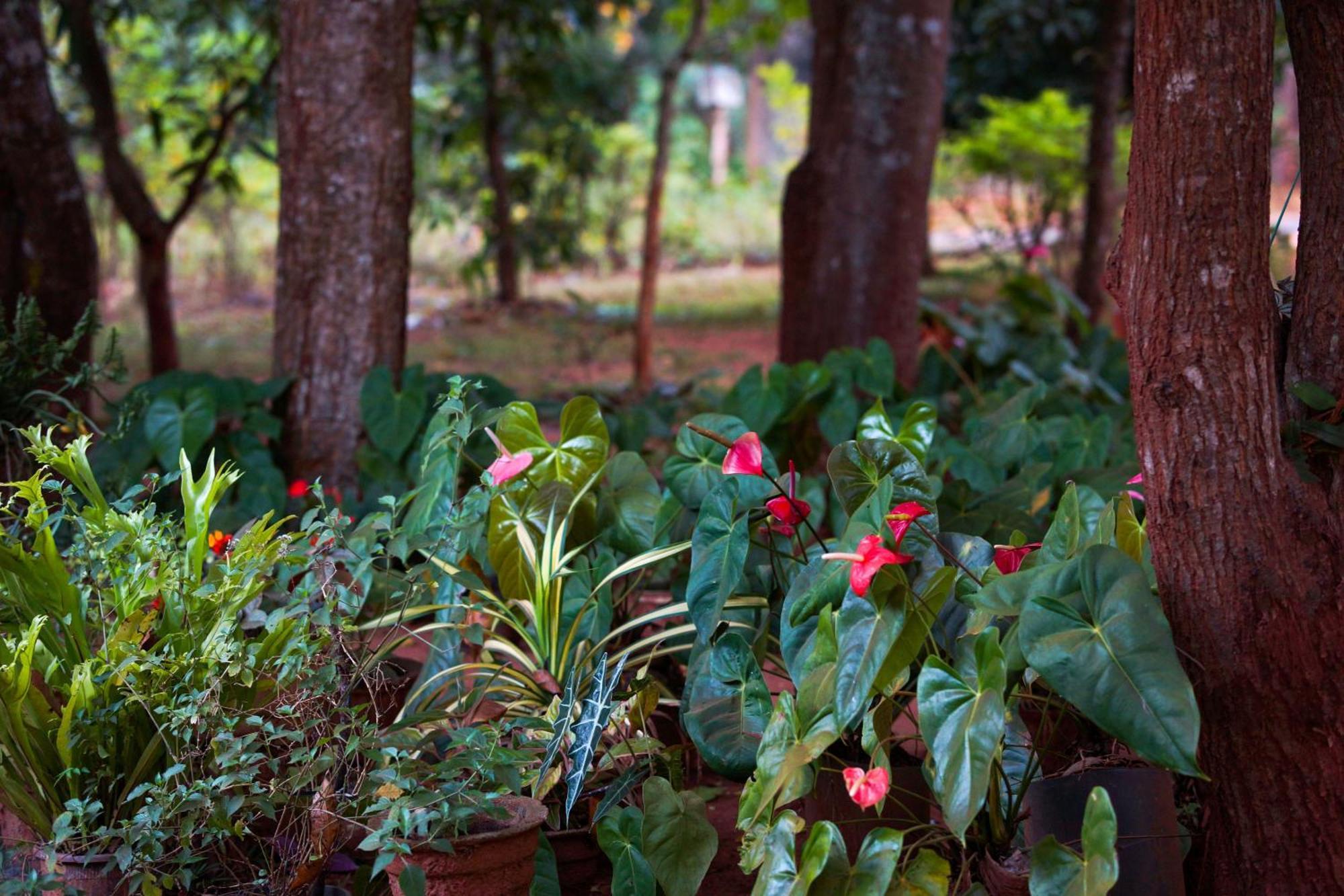 Senu Homestay Sigiriya Eksteriør bilde