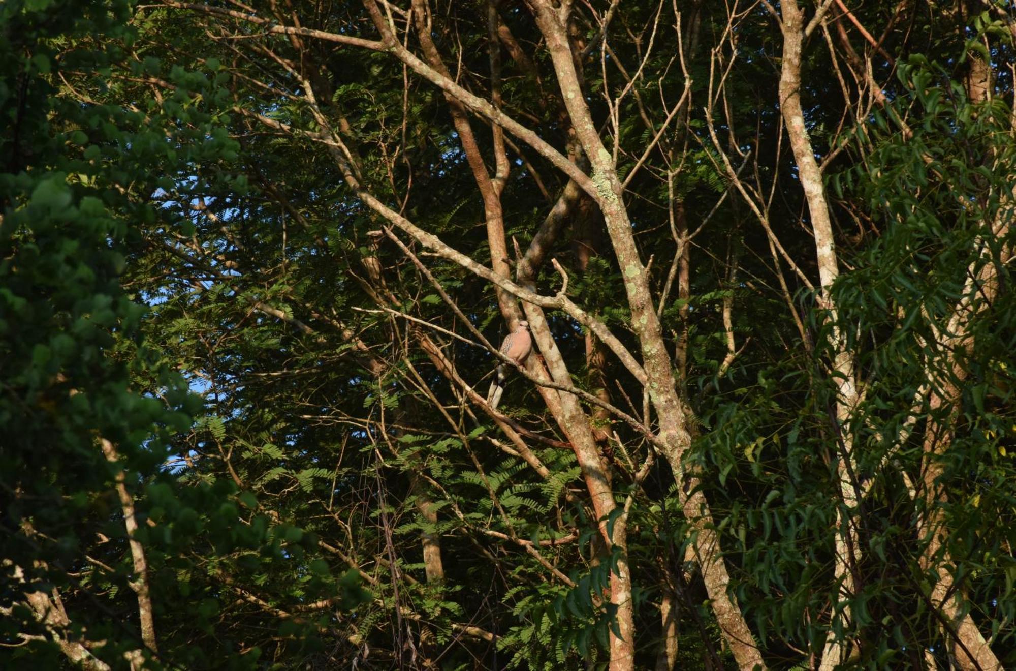 Senu Homestay Sigiriya Eksteriør bilde